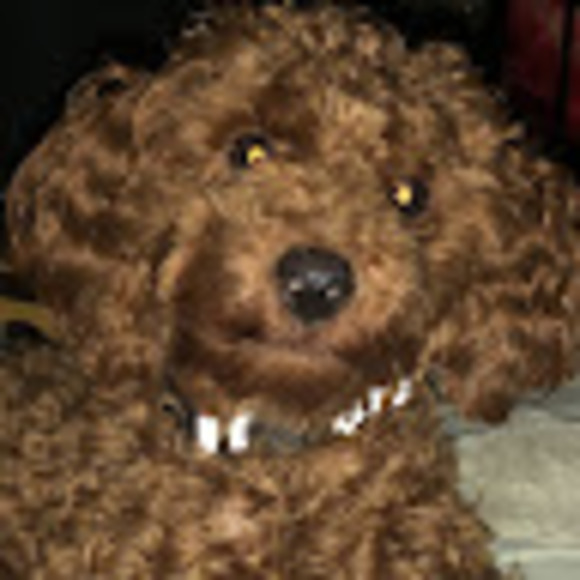 Meet your Posher, Elle - Picture 1 of 1